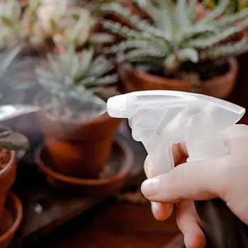 What Happens If You Spray Garlic On Your Plants