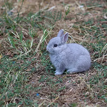 8 Miniature Farm Animals You Should Raise