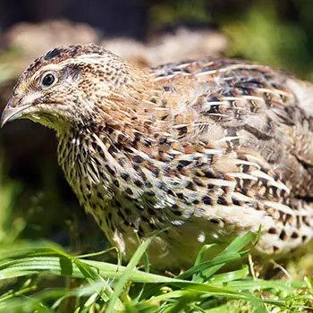 8 Miniature Farm Animals You Should Raise