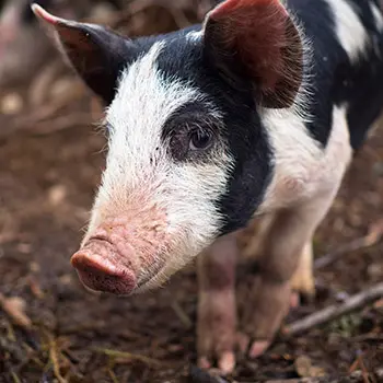 8 Miniature Farm Animals You Should Raise