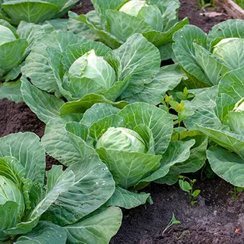 Plant These Now For An Early Summer Harvest