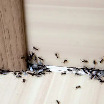 Stop Making These Dangerous Pest Control Mistakes