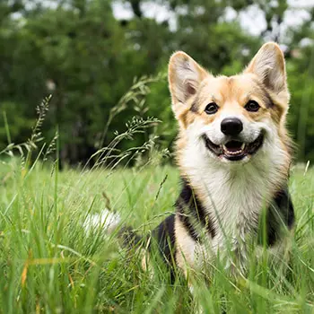 Stop Making These Dangerous Pest Control Mistakes