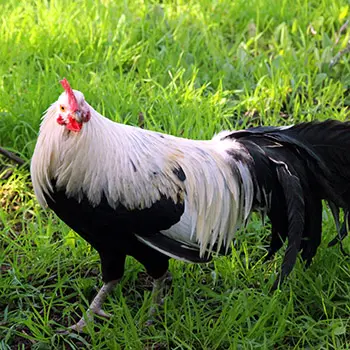 These Are The Most Dangerous Chicken Breeds. Do You Have Any Of Them? - old english game