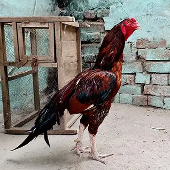 These Are The Most Dangerous Chicken Breeds. Do You Have Any Of Them? - shamo