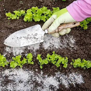 What Happens When You Use Backing Soda In Your Garden?