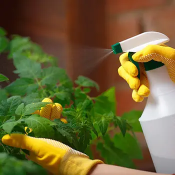 What Happens When You Use Backing Soda In Your Garden?