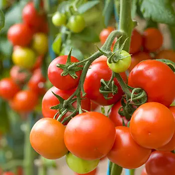 What Happens When You Use Backing Soda In Your Garden?