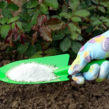 What Happens When You Use Backing Soda In Your Garden?