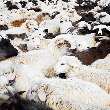 You Should Never Keep These Livestock Together