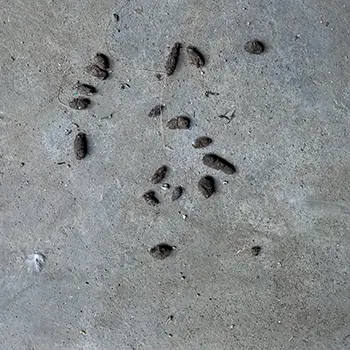 9 Signs You've Got Rats - rat droppings