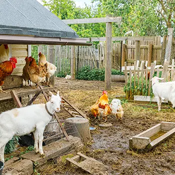 Backyard Projects That Might Get Banned In The Future - livestock