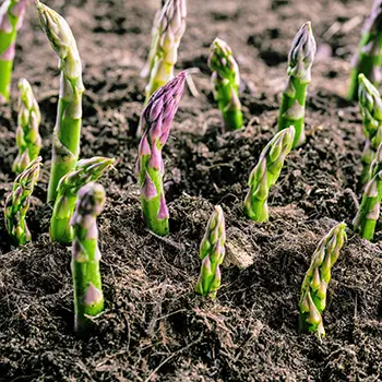 These Plants Are Killing Your Tomatoes
