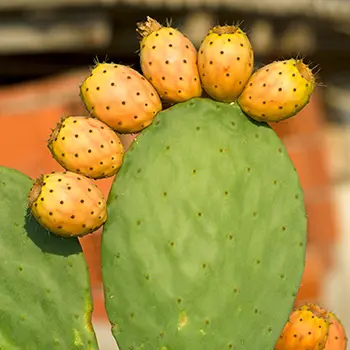 Why You Should Add Calendula to Your Garden
