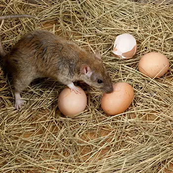 These Animals Are Stealing Your Chicken Eggs