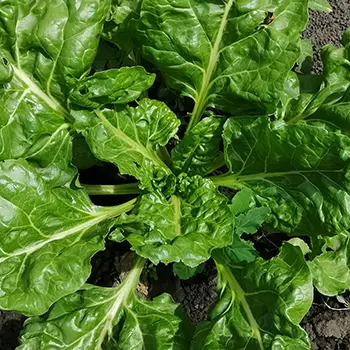 Vegetables You Can Harvest In Less Than A Month