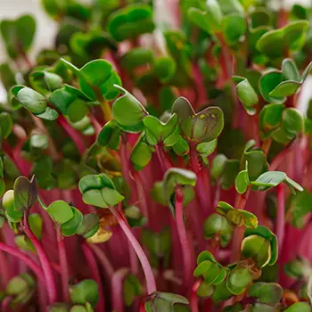 Vegetables You Can Harvest In Less Than A Month