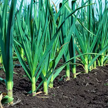 Vegetables You Can Harvest In Less Than A Month