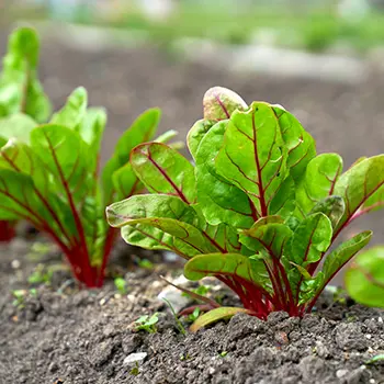 Vegetables You Can Harvest In Less Than A Month