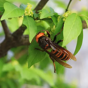 You Don’t Want This Near Your Plants 