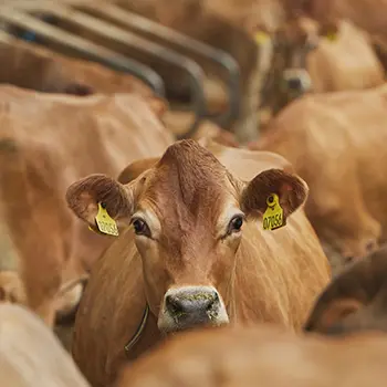 Cow Raising Mistakes That Even the Most Advances Homesteaders Make