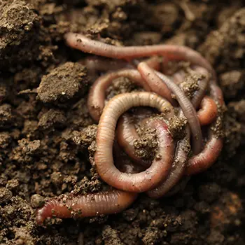 Soil Testing Methods Used By Pioneers That Still Work Today