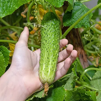 This Is Why You Should Give Aspirin To Your Crops - cucumber