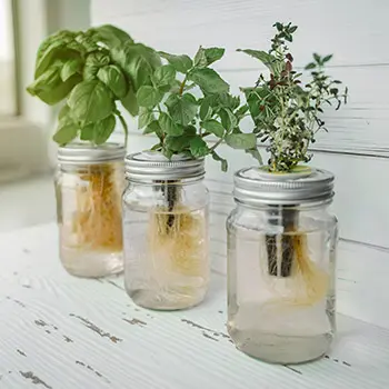 10 Household Items You Can Use as Mini-Greenhouses