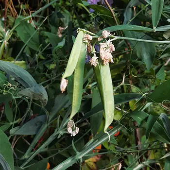 10 Silent Predators You Should Be Warned About