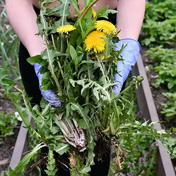 Stop Throwing Away Your Weeds, Do This Instead!