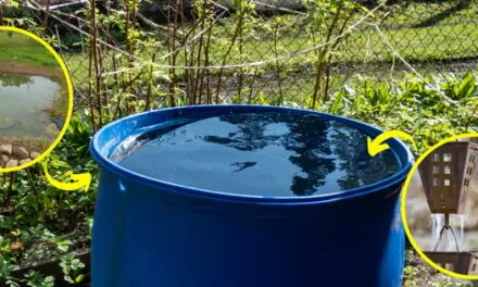 How to Collect Rainwater Without Gutters