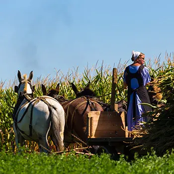 I Visited An Amish Farm. This Is How It Went