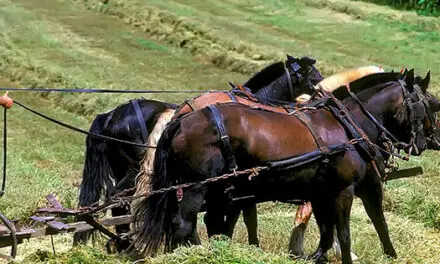 I Visited An Amish Farm. This Is How It Went