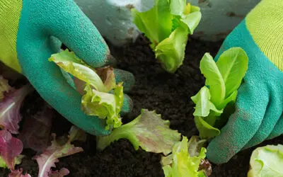 Plant These Veggies In Fall For An Early Spring Harvest