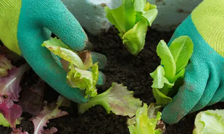 Plant These Veggies In Fall For An Early Spring Harvest