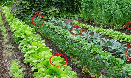 Survival Crops You Should Add To Your Garden Before It’s Too Late