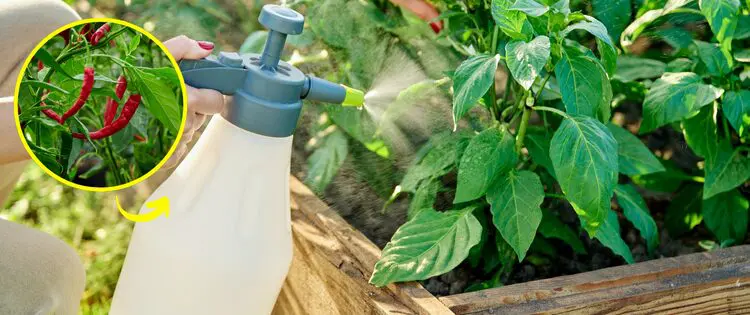 Why You Should Use Hot Pepper On Your Plants And Vegetables