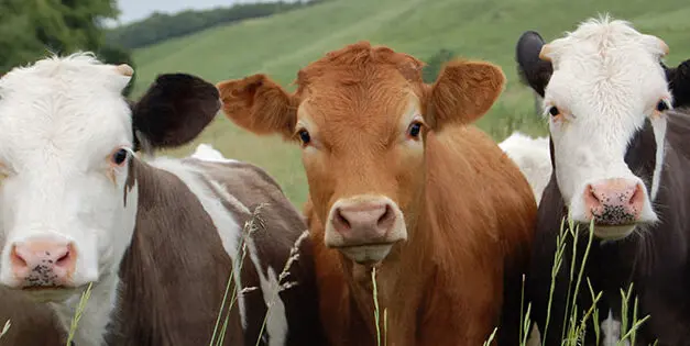 Common Cowkeeper Mistakes Even The Most Advanced Can Make