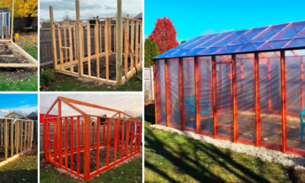 DIY Greenhouse (With Step-By-Step Pictures)