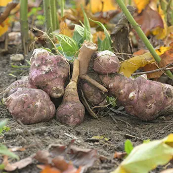 Foods To Stock Up On This Winter