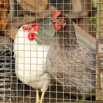 This Is How I Kept My Livestock Alive During The Disaster