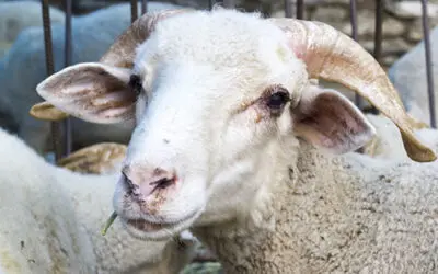 This Is How I Kept My Livestock Alive During The Disaster