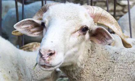 This Is How I Kept My Livestock Alive During The Disaster