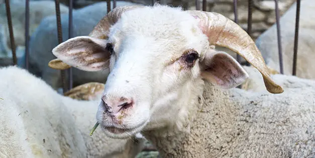 This Is How I Kept My Livestock Alive During The Disaster