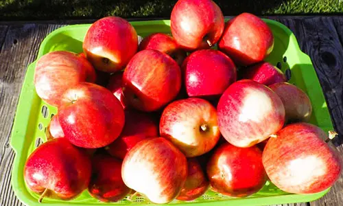 DIY Apple Cider Vinegar