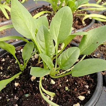 Veggies You Should Actually Grow in Winter