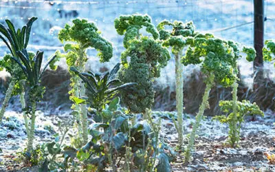 Veggies You Should Actually Grow in Winter