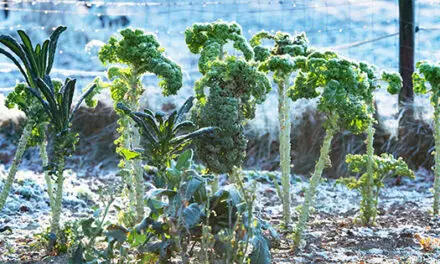 Veggies You Should Actually Grow in Winter