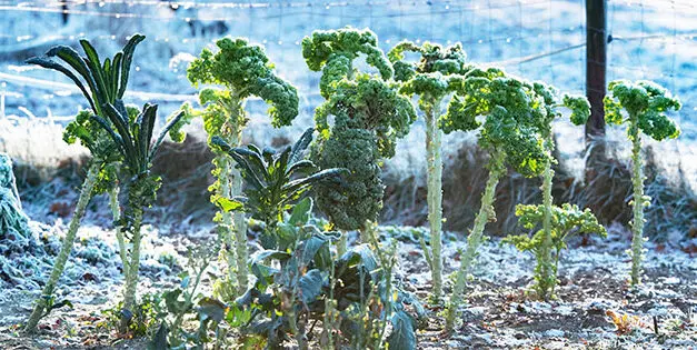 Veggies You Should Actually Grow in Winter