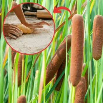 Common Plants You Can Turn Into Flour in a Crisis - cattails flour